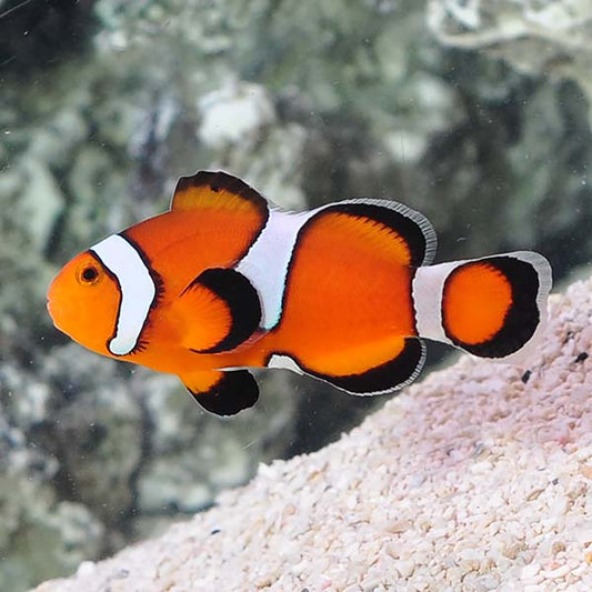 Misbar Orange Ocellaris Clownfish Lg