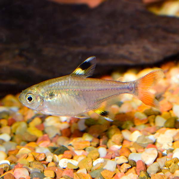 Tetra Gold Pristella Lg