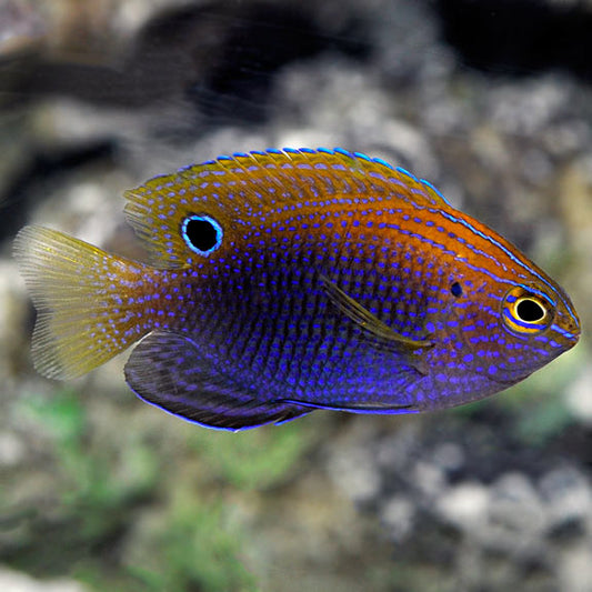 Ocellate Damsel