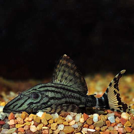Royal Pleco L-191 Med