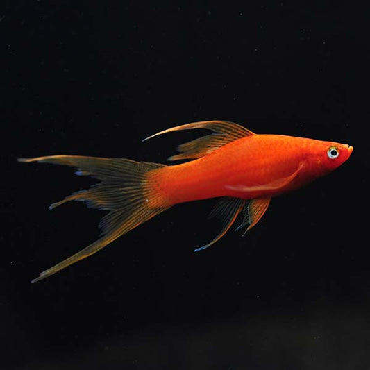 Red  HiFin Lyretail Swordtail