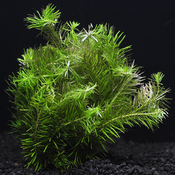 Rotala Nanjenshan Aquatic Plant