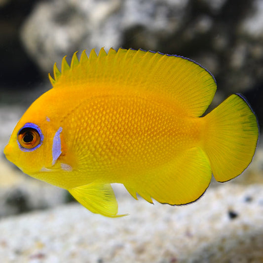 Lemonpeel Angel; Fiji M