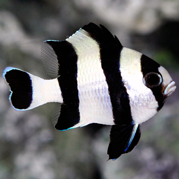 Striped Damsel (4 Stripe)