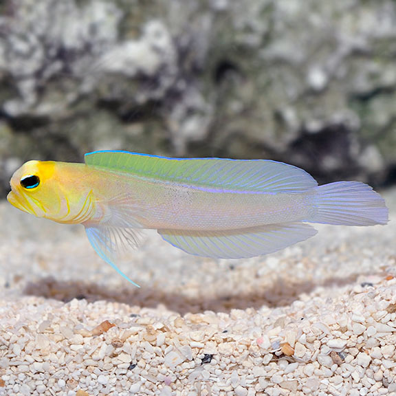 Jawfish Pearly