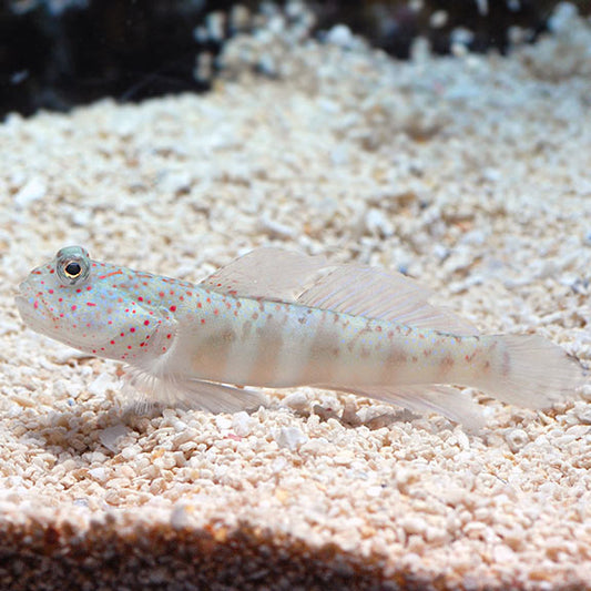 Watchman Pink Spotted Goby