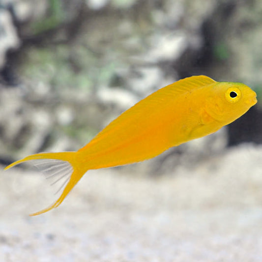 Blenny Canary-Blenny