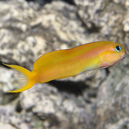 Gold Midas Blenny Sm