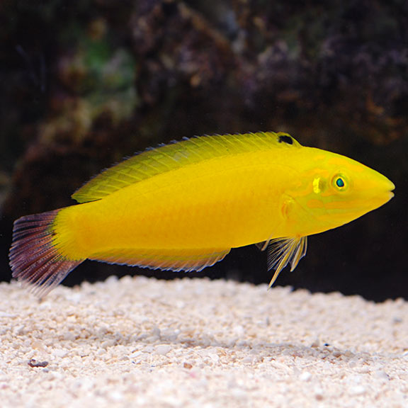 Yellow Coris Wrasse Sm/Med