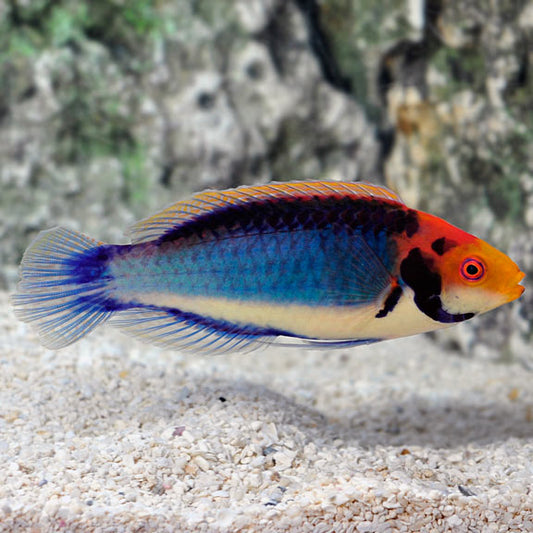 Solorensis Wrasse