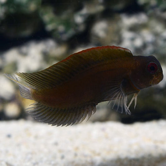 Black Sailfin Blenny Med