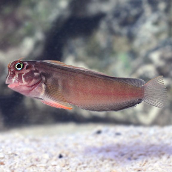 Red Lip Blenny (Carib.)