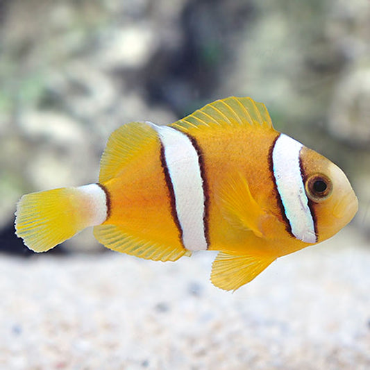 Clarkii Clownfish Reg