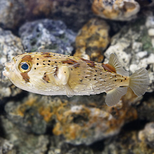 Porcupine Puffer Lg