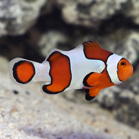 Vivid Fancy Ocellaris Clown Med