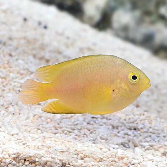 Lemon Damsel Med