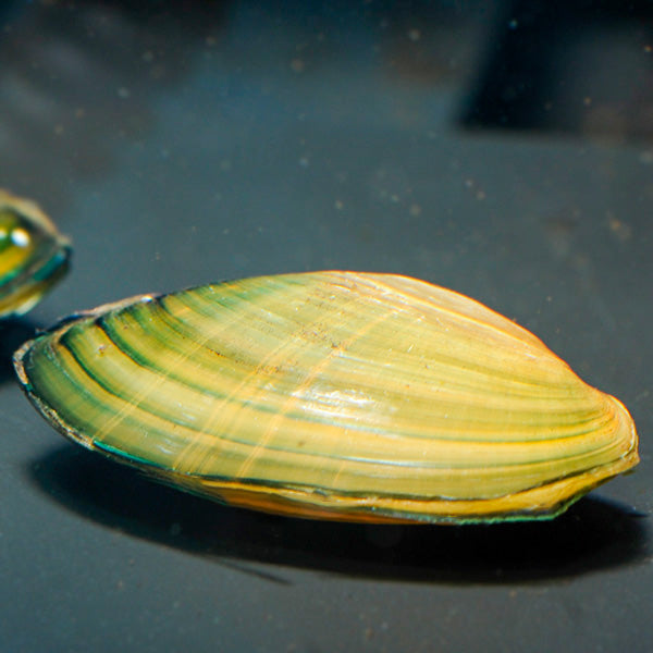 Freshwater Cleaner Clam