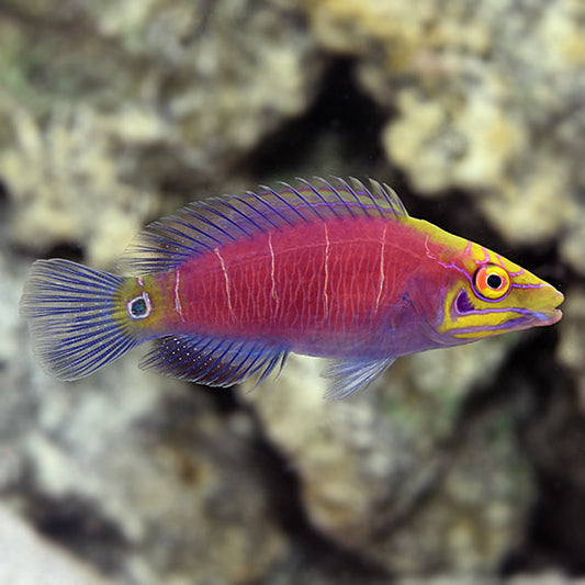 Five Bar Mysteri Wrasse