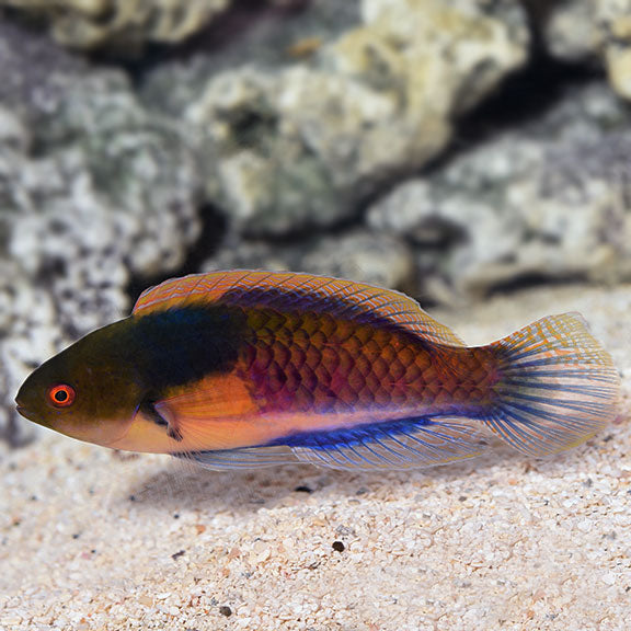 Yellow-Flanked Terminal Fairy Wrasse Male Lg