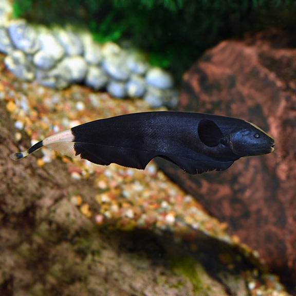 Knife Ghost Black