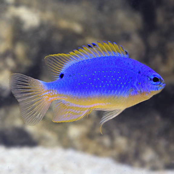 Fiji Blue Devil Damsel