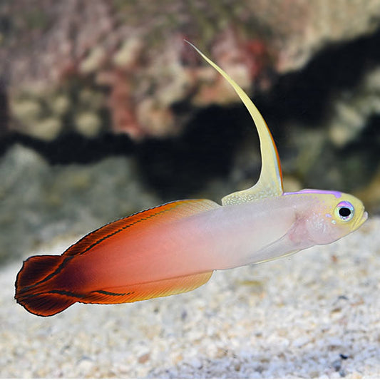 NEW SALTWATER FISH AND INVERTS – Richmond Aquarium