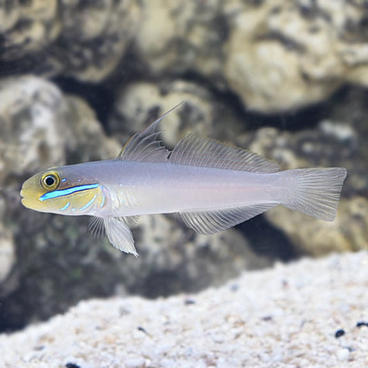 Golden Head Goby Lg