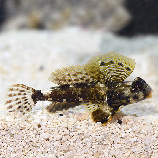 Blenny Scooter Med/Lg