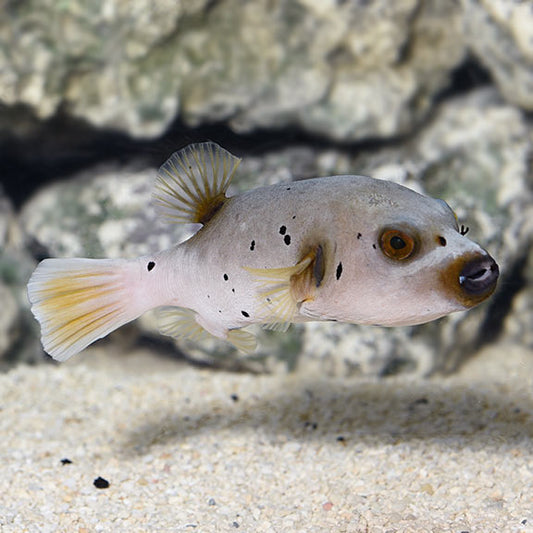 Dogface Puffer Xlg
