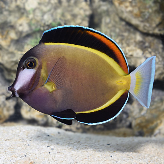 Powder Brown Tang - Sm/Md