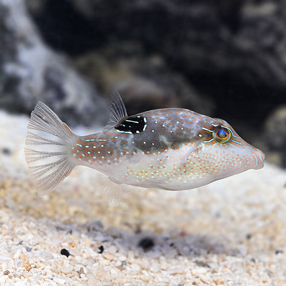 Carib Sharpnose Puffer Sm