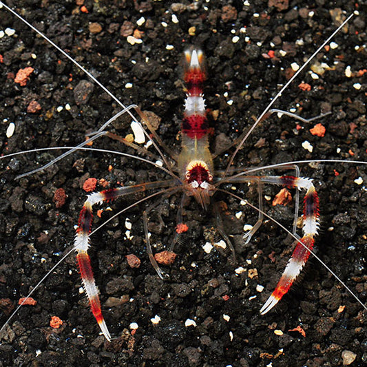 Coral Banded Shrimp Lg