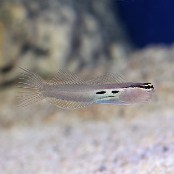 Smithi Blenny