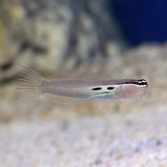 Two Spot Bimaculatus Blenny