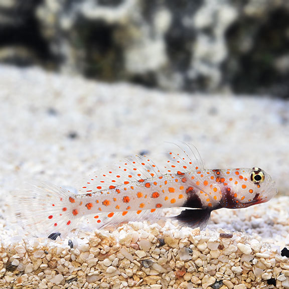 Watchman Goby Orange Spot