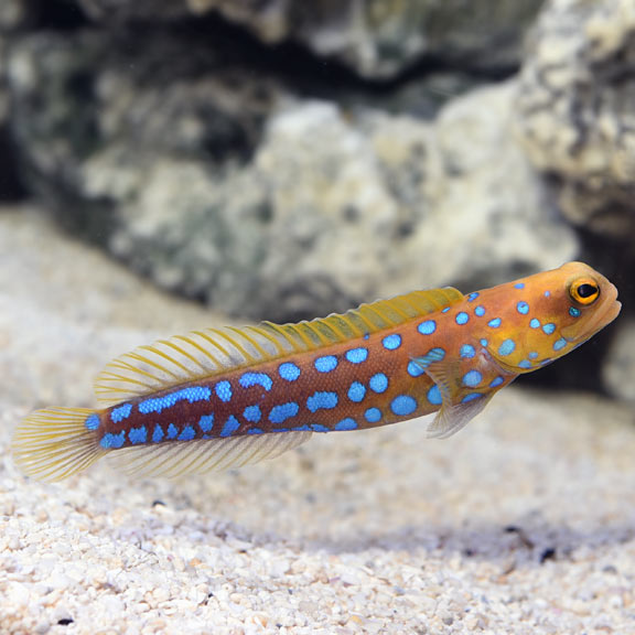 Blue Spotted Watchaman Goby Lg