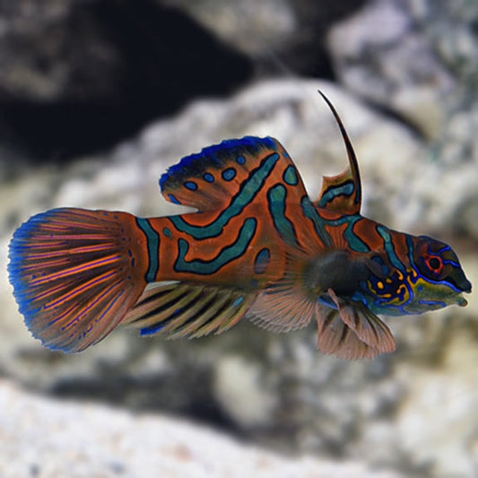 Red Mandarin Goby Med/Lg