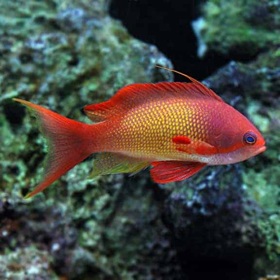 Anthias Squamipinnis Male