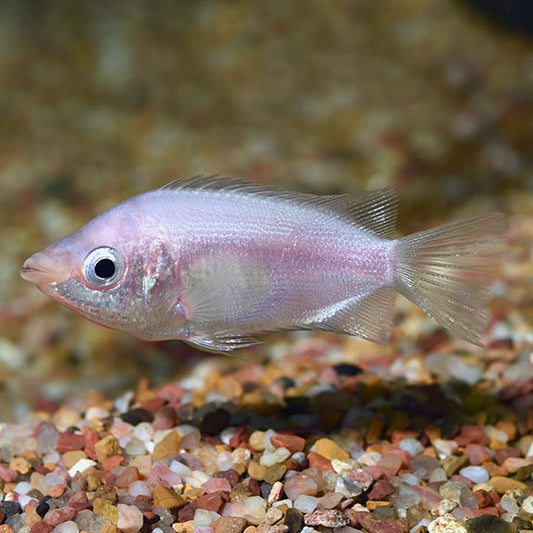 Gourami Kissing Pink