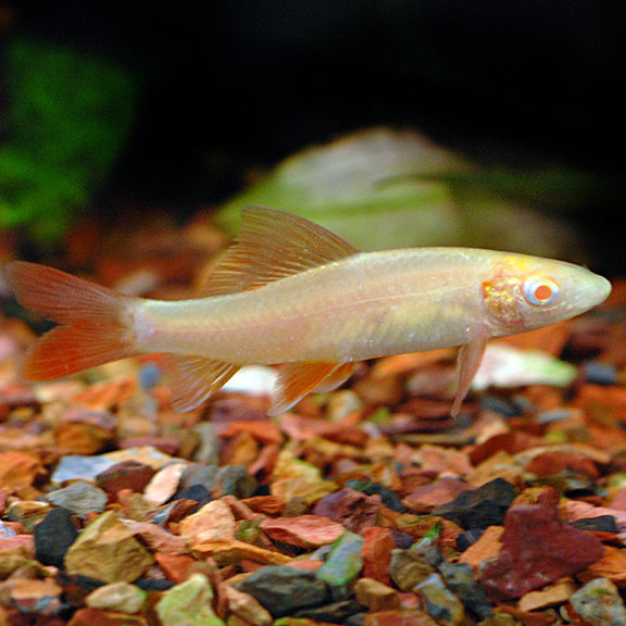 Shark Rainbow Albino Md.