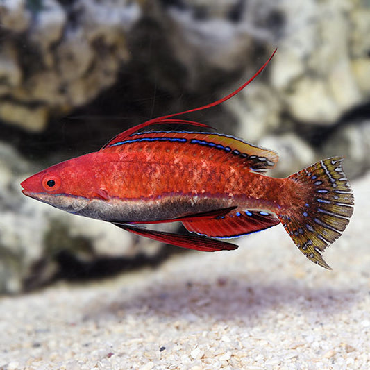 Ruby Finned Fairy Wrasse Male