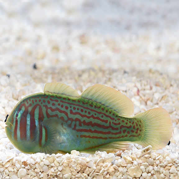 War Paint Goby