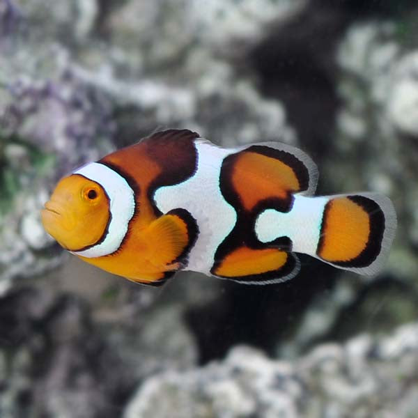 Picasso Storm Clownfish