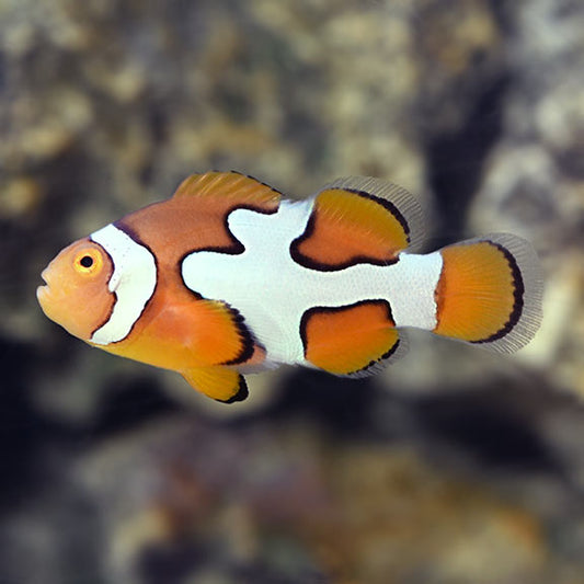 Clown Percula Picasso Cultured Med