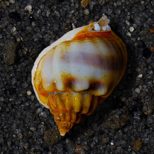 Nassarius Snail Large