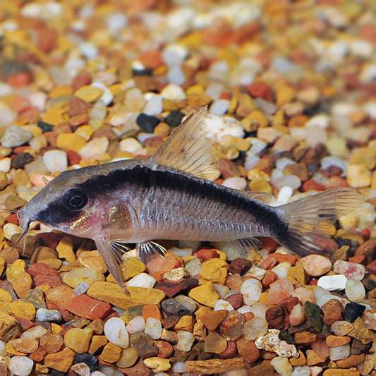 Catfish Corydoras Skunk Md.