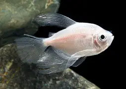 Tetra White Skirt Longfin