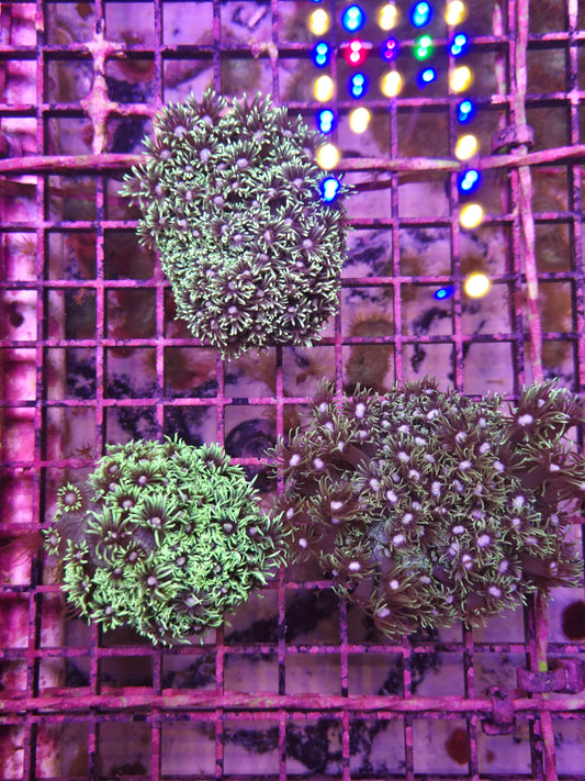Gonipora Long Polyp Green