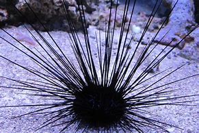 Long Spine Urchin