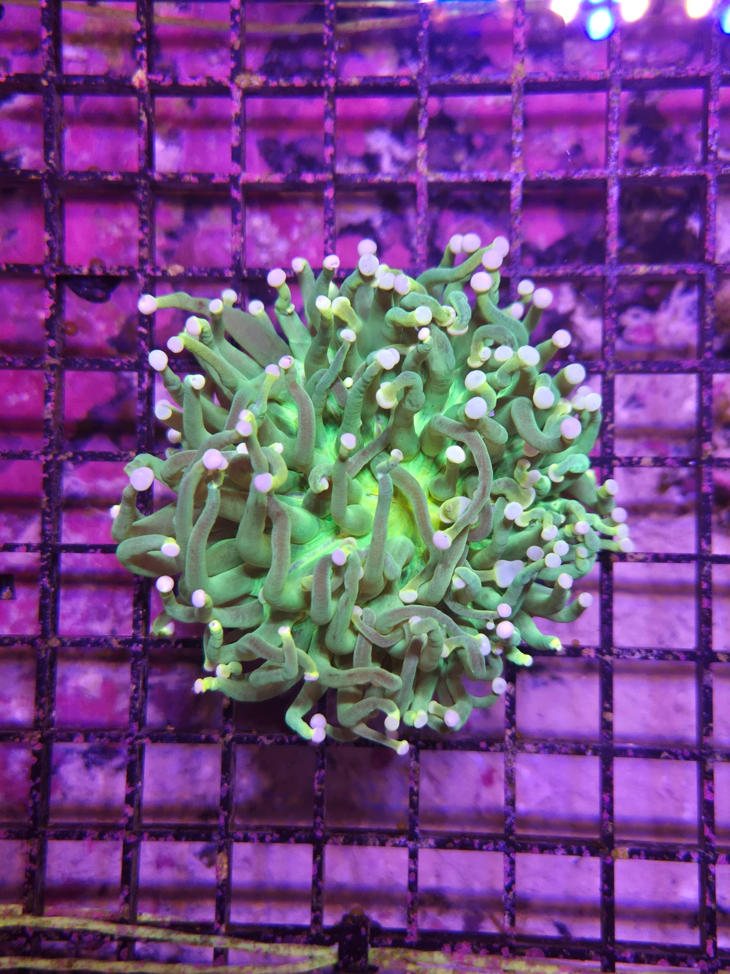 Heliofungia Neon Green
